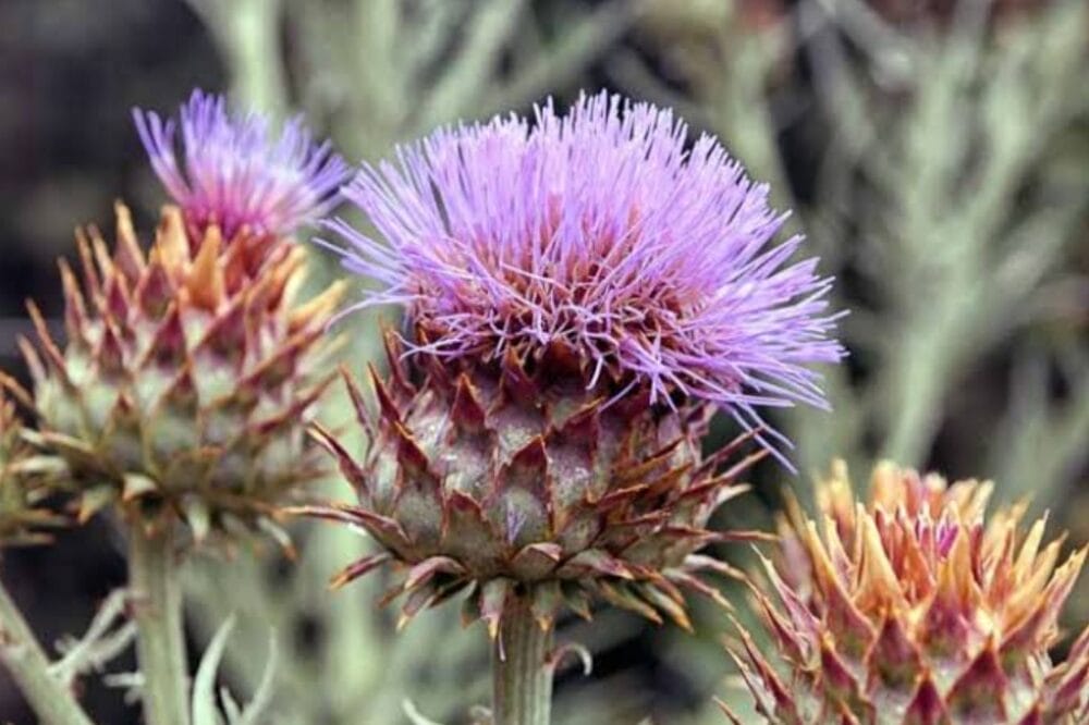 Cardoon Cultivation