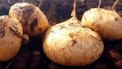 How to Grow Jicama