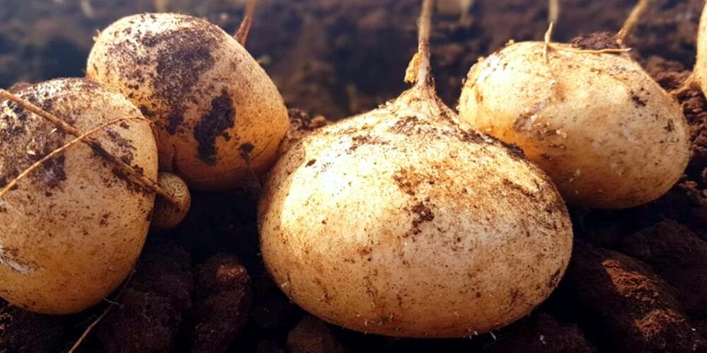 How to Grow Jicama