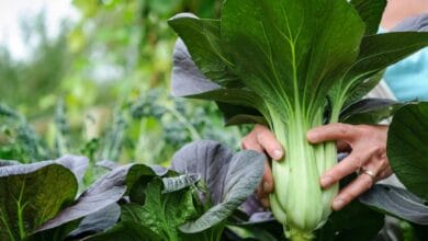 How to Grow Pak Choi