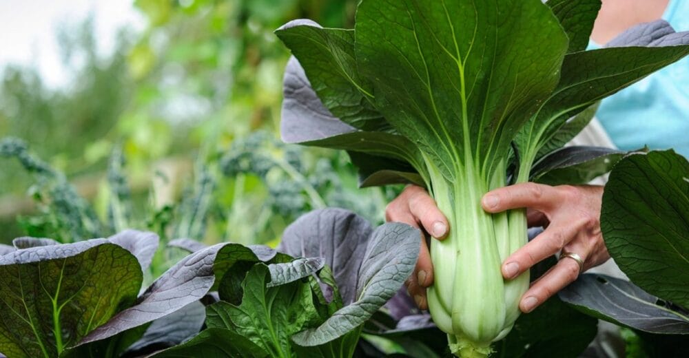 How to Grow Pak Choi
