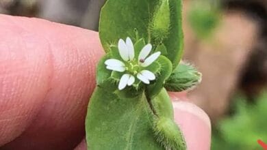 Chickweed Cultivation