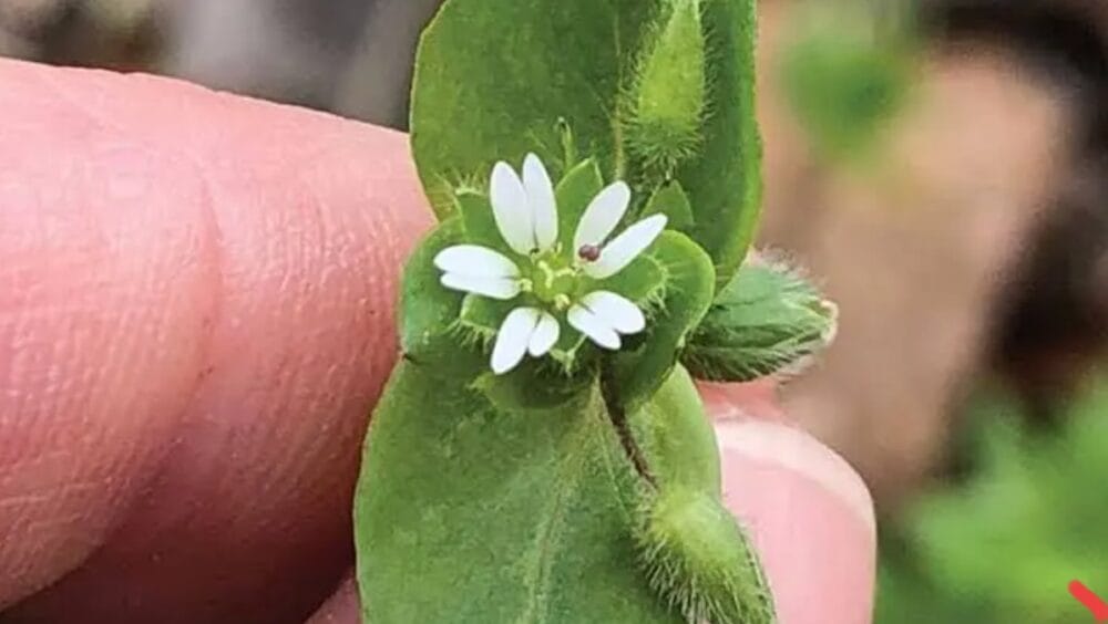 Chickweed Cultivation