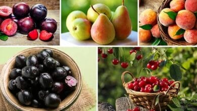 Rainy Season Fruits