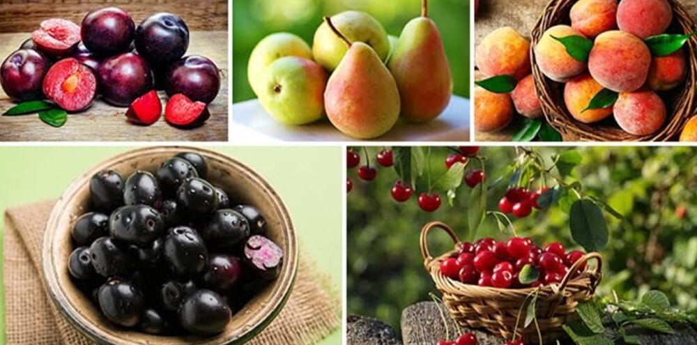 Rainy Season Fruits