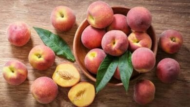 Peach Cultivation
