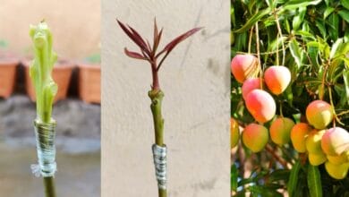 Mango Tree Grafting