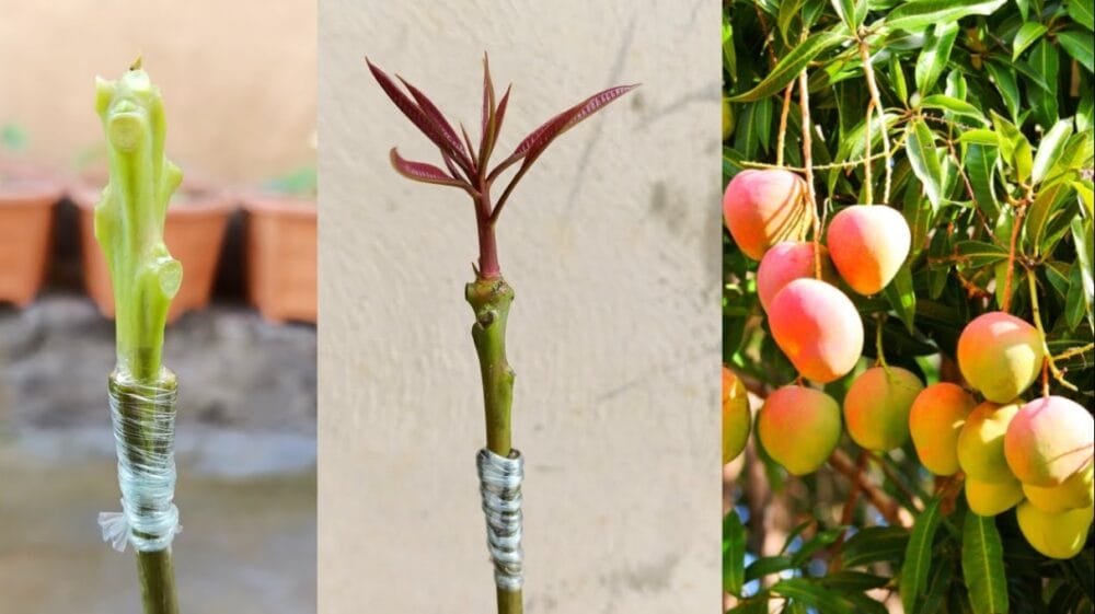 Mango Tree Grafting