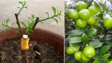 Lemon Tree Grafting