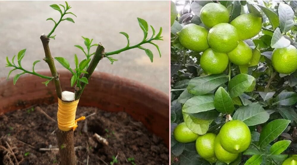 Lemon Tree Grafting