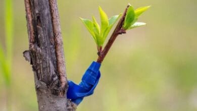 Apple Tree Grafting