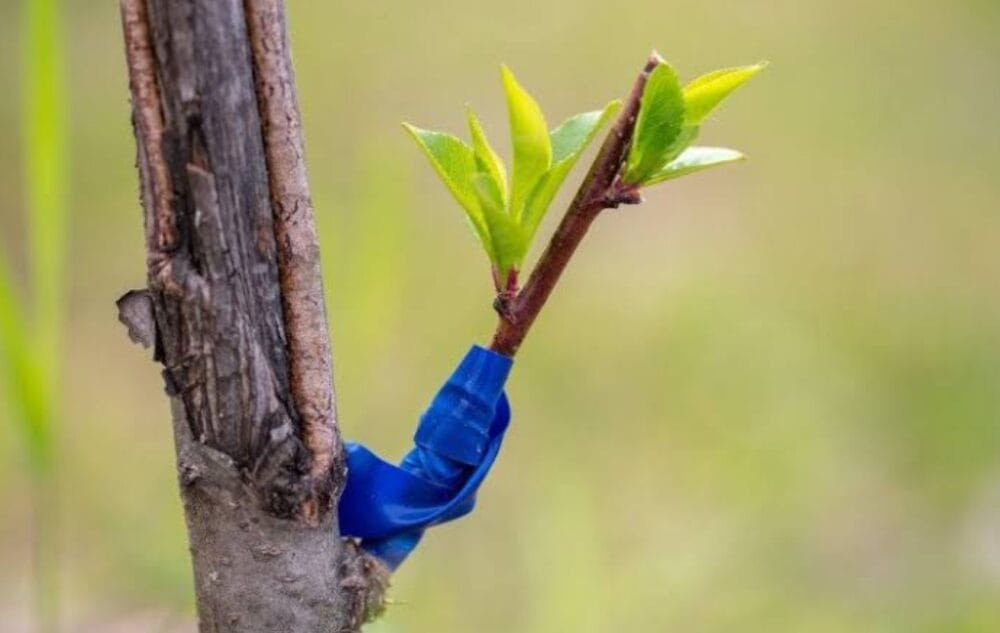 Apple Tree Grafting