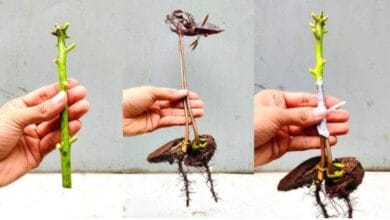 Types of Grafting