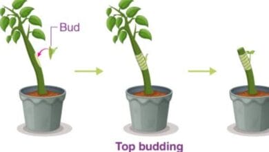 Bud Grafting Method