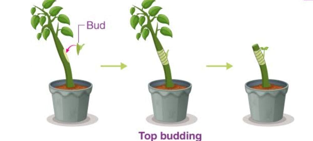 Bud Grafting Method