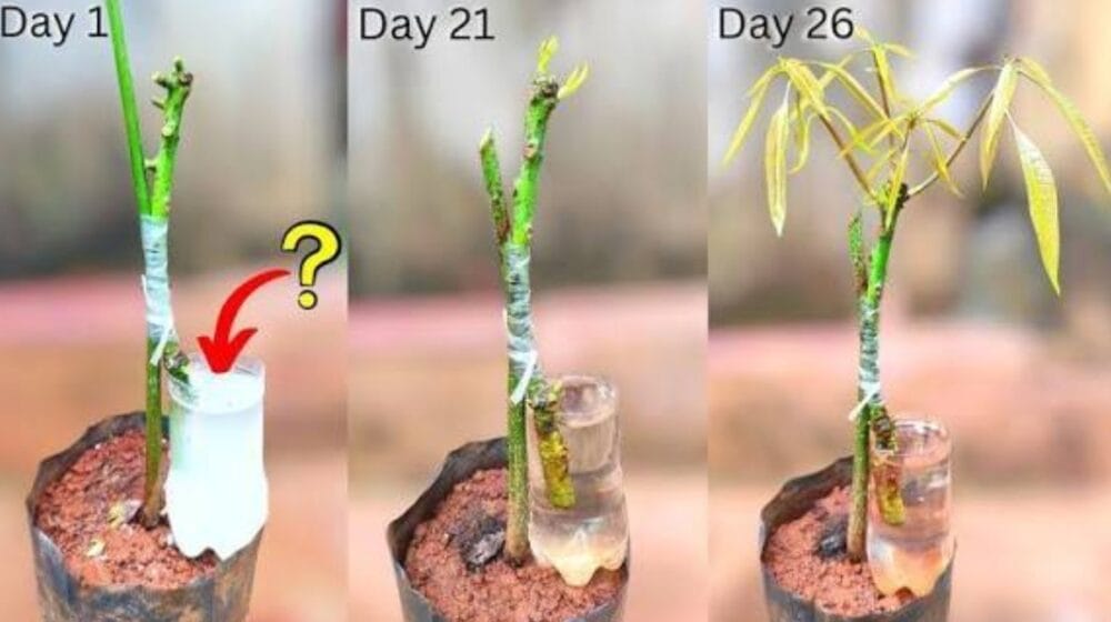Side Grafting Method