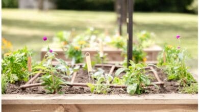 Should You Plant Seeds or Plants in Your Garden?