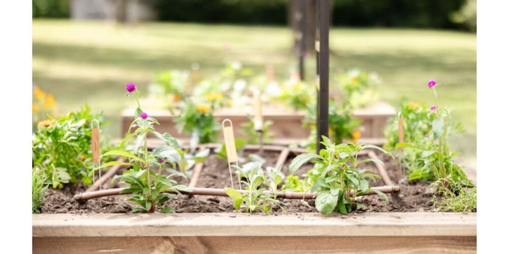 Should You Plant Seeds or Plants in Your Garden?