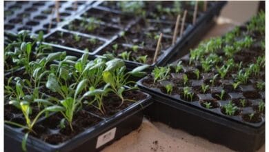 The 30 Easiest Seeds to Start Indoors