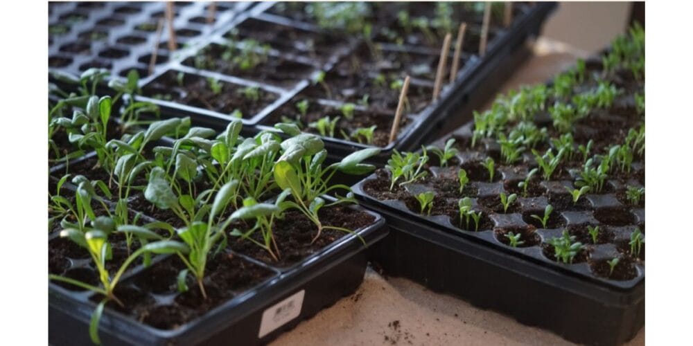 The 30 Easiest Seeds to Start Indoors