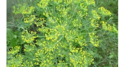 The Best Companion Plants for Dill in an Organic Kitchen Garden