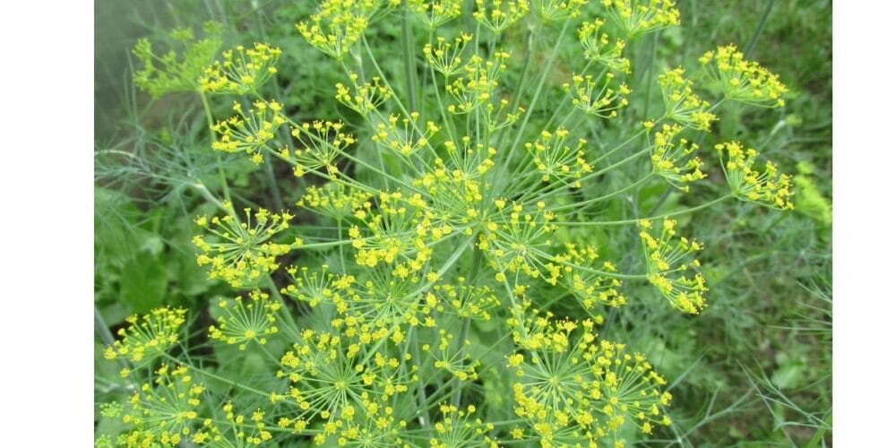 The Best Companion Plants for Dill in an Organic Kitchen Garden