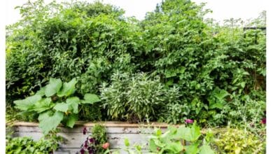 The Best Companion Plants for Tomatoes