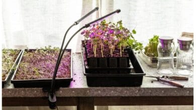 The Best Grow Lights for Seed Starting Indoors
