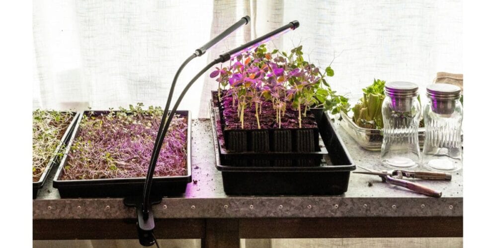 The Best Grow Lights for Seed Starting Indoors