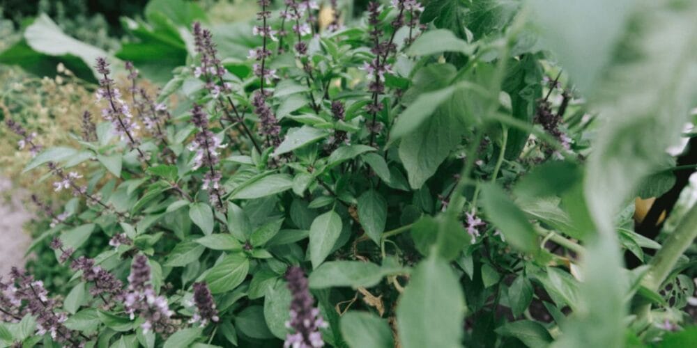 The Best Types of Basil