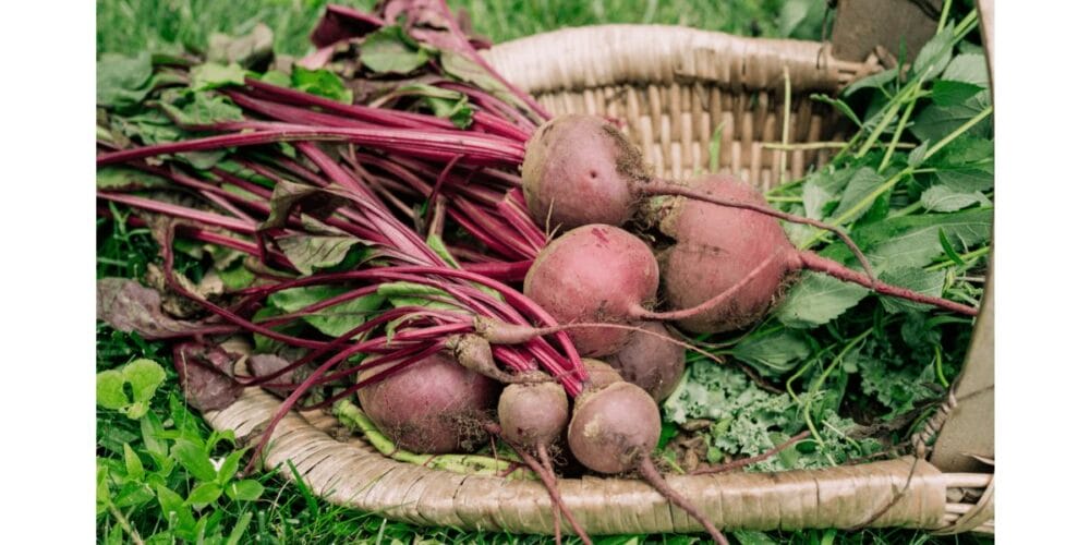 The Complete Guide to Growing Beets
