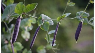 The Complete Guide to Growing & Harvesting Organic Peas