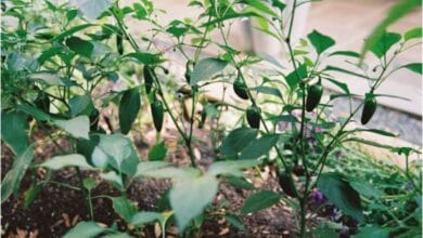 The Complete Guide to Growing Jalapeño Peppers in an Organic Kitchen Garden
