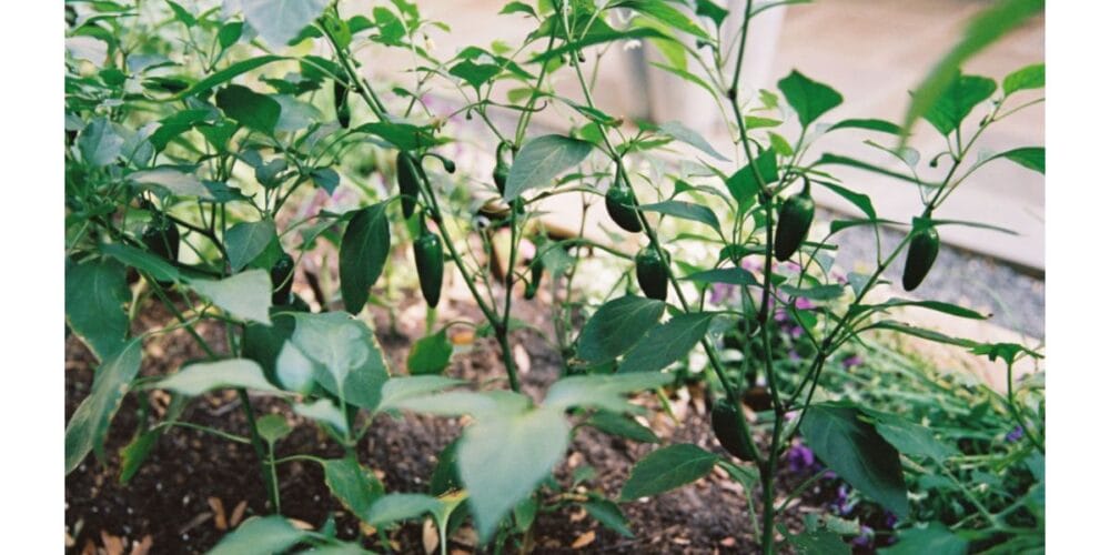 The Complete Guide to Growing Jalapeño Peppers in an Organic Kitchen Garden