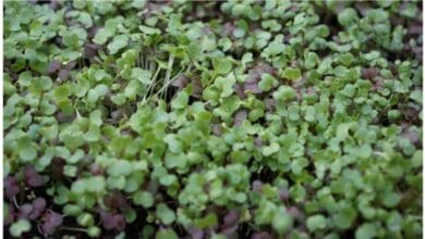The Only Supplies You Really Need to Grow Microgreens at Home