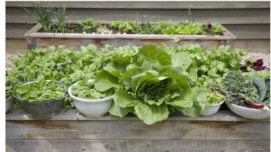 The Ultimate Guide to Growing Your Own Salad Greens