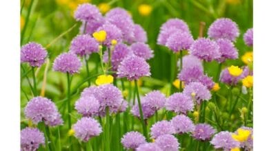 Top 5 Perennial Plants to Grow in the Garden