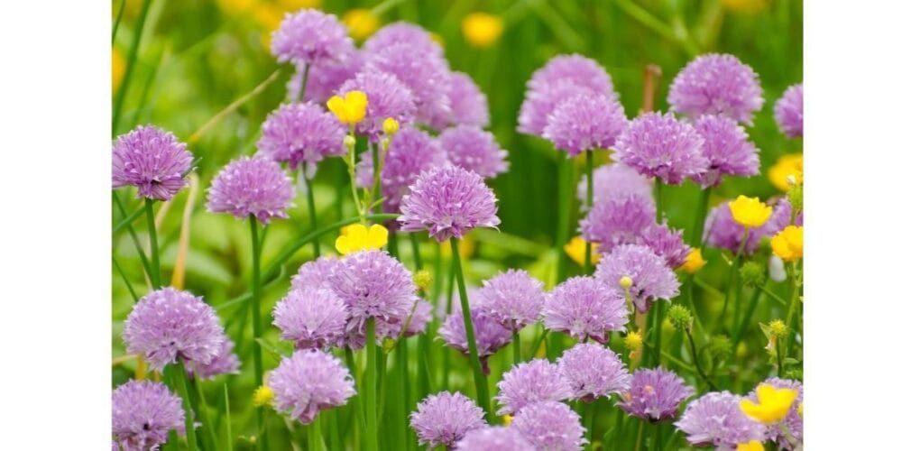 Top 5 Perennial Plants to Grow in the Garden
