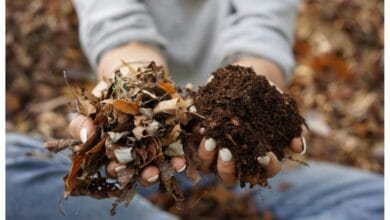 Turn Fall Leaves into Nutrient-Rich Compost for Your Garden
