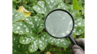 What’s This White Stuff on My Squash Leaves?