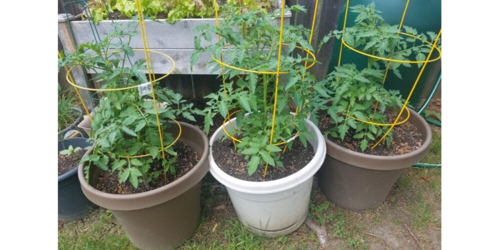 Why Tomato Cages Are Actually Terrible