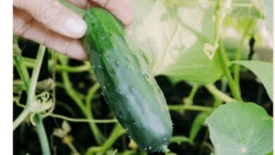Why You Should Grow Cucumbers on a Trellis