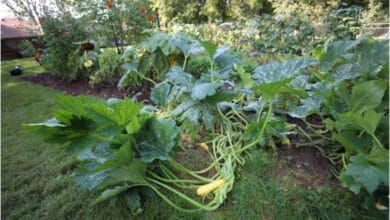 Your Complete Guide to Growing Organic Squash in a Kitchen Garden