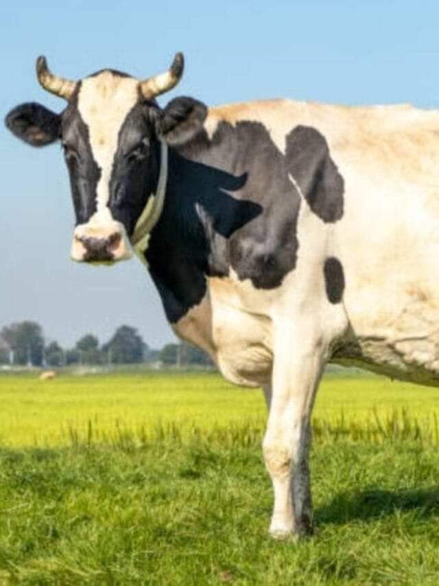 Dairy Farming Business: Beginner’s Guide