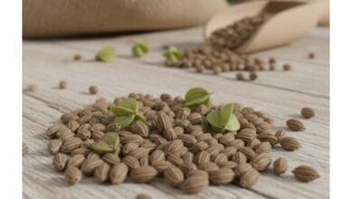 How to Grow Ajwain (Carom Seeds)