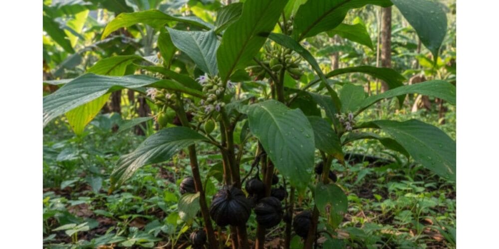 How to Grow Black Cardamom