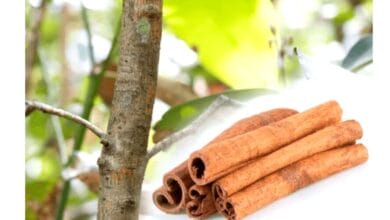 How to Grow Cinnamon Sticks