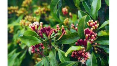 How to Grow Clove