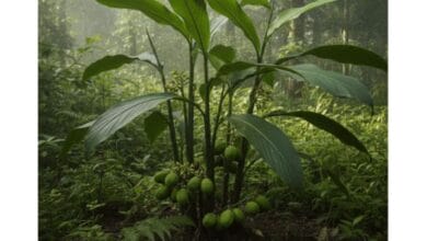 How to Grow Green Cardamom (Elaichi)