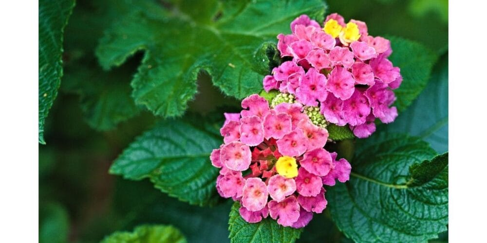 How to Grow Lantana